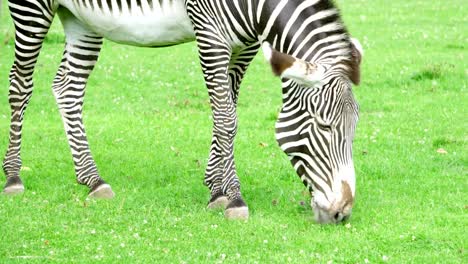 Close-up-of-african-zebra-in-savannah.-Zebra-eating-green-grass-in-national-park.-Wild-life-outdoors