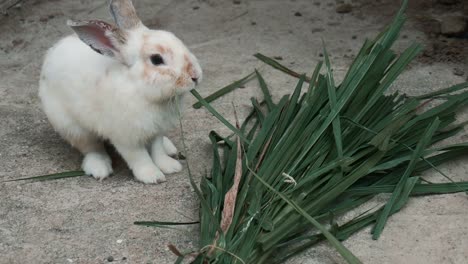 Conejo-comer-hierba