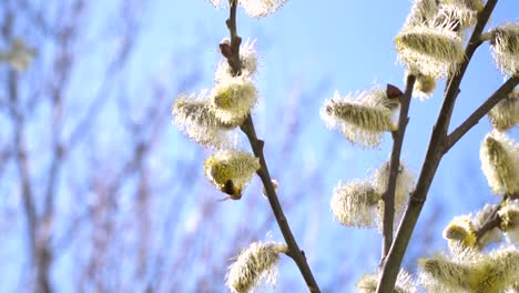 fleißige-Bienen-sammeln-Nektar-für-Honig-aus-Weide-Kätzchen-in-Zeitlupe