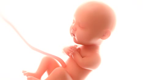 3d-rendering-fetus-on-the-white-background-,zoom-in,at-least-5-months,4k.(4096*2160)