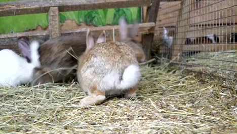 Rabbit.-Rabbit-is-sleeping