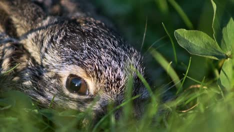 Eine-kleine,-Angst-Hase-sitzt-in-den-Rasen.