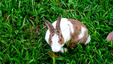 Lindo-conejo-marrón-comiendo-hierba-en-el-bosque-de-Tailandia,-UHD-4K-video