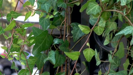 Green-urban-decoration-with-living-vegetation