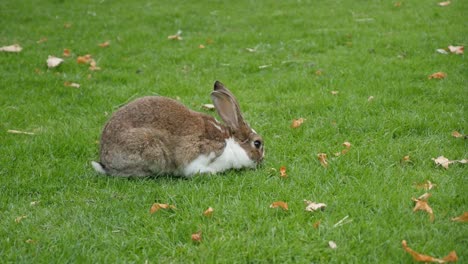 Rabbit-eating-grass-in-the-field-and-relaxing-4K