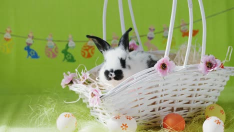 Little-bunny-in-white-basket-with-decorated-eggs