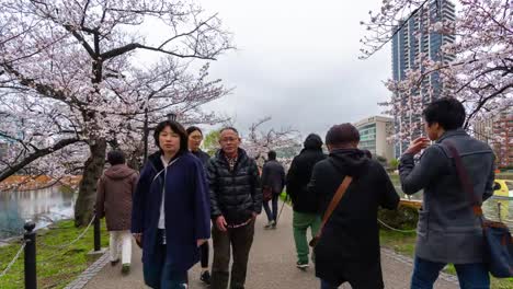 Zeitraffer-des-Kirschblütenfestes-im-Ueno-Park.-Der-Ueno-Park-ist-einer-der-besten-Orte,-um-ihn-zu-genießen,-Tokio,-Japan