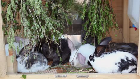 Baby-Rabbits-Eating-Greenery