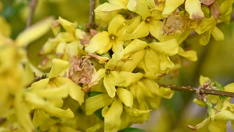 Cerca-de-flores-amarillas-de-Forsythia-árbol-de-Pascua