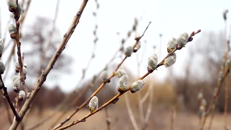 Nahaufnahme-einer-Weidenblüte,-Weidenkatkins,-selektiver-Fokussierung,-Osterhintergrund-oder-Konzept.-Frühlingszweige-Weidenrobben.-Frühlingsbuden-am-Weidenbaum.