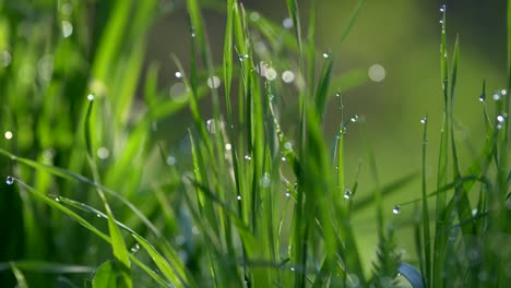 Reiches-grünes-Gras-mit-Tautropfen-im-Wind.-Nahaufnahme,-UHD