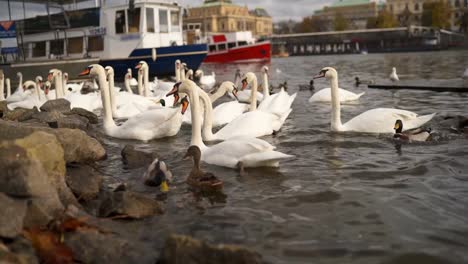 Swans-on-the-banks-of-the-Vltava-in-Prague