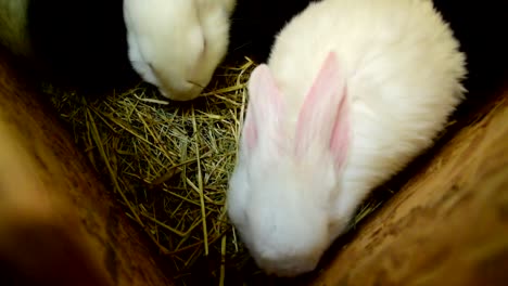 Weiße-und-schwarze-Kaninchen-in-einem-Holzkäfig