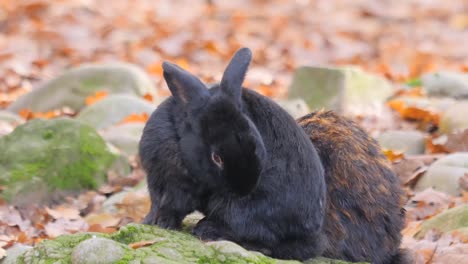 Zwei-Kaninchen-sitzen-auf-einem-Stein