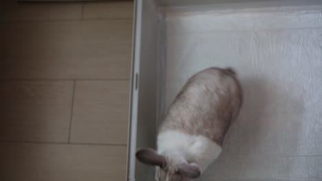 White-and-striped-rabbit-in-an-open-and-just-cleaned-cage