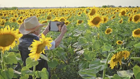 Un-agricultor-senior-fotografía-girasoles-y-semillas-de-girasol-en-una-tableta-para-su-análisis.-Tecnologías-modernas-en-el-negocio-agrícola.