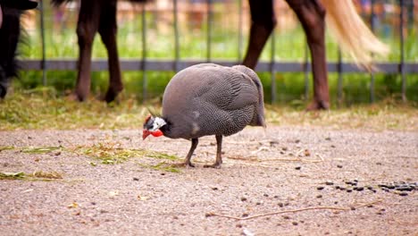 Großen-flugunfähigen-Vogel-Perlhuhn-laufen-schnell-auf-dem-grünen-Rasen