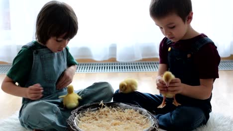 Cute-little-children,-boy-brothers,-playing-with-ducklings-springtime,-together,-little-friend,-childhood-happiness