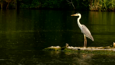 Amazing-big-heron-standing-on-the-island-on-the-lake-during-rain.