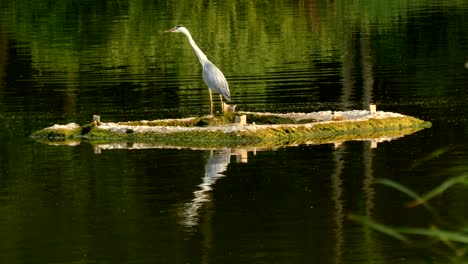 La-Garza-grande-está-parada-en-la-isla-en-el-lago-durante-el-viento.