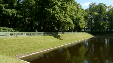 Costa-del-lago-de-los-cisnes-en-el-jardín-de-verano-en-el-verano---St-Petersburg,-Rusia