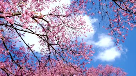 pink-cherry-blossoming