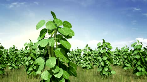 Smart-agriculture-windy-plant-green-field.4k-size.