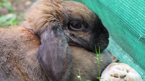 Seitenansicht-von-einer-süßen-braunen-Kopf-Hase-Bunny