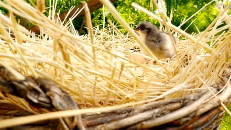 Beautiful-chick-in-a-basket-with-eggs.-Close-up