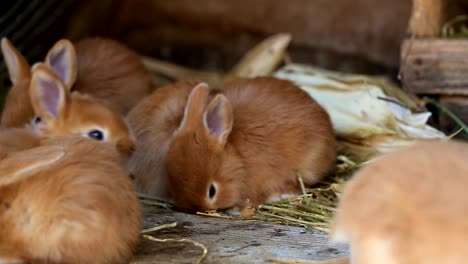 kleine-Kaninchen-Familie-an-den-Käfig-sitzen