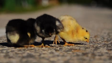 Little-chickens-on-the-road