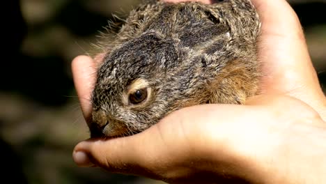 Mann-hält-eine-kleine-wilde-flauschige-Baby-Bunny.-Kleines-Häschen-in-der-Handfläche.-Slow-Motion