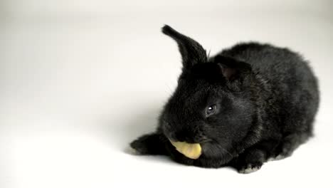 Kaninchen-oder-Hase-auf-weißem-Hintergrund