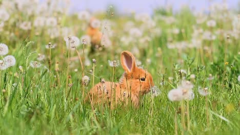 Kaninchen-laufen-unter-Löwenzahn-an-einem-sonnigen-Tag