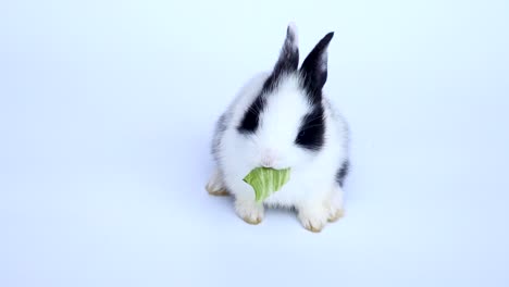 Lovely-twenty-days-rabbit-on-white-background