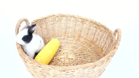 Baby-rabbit-eating-corn-in-a-rattan-basket