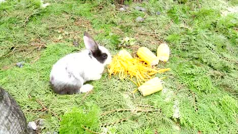 Young-rabbits-eating-fresh-carrot-and-corn