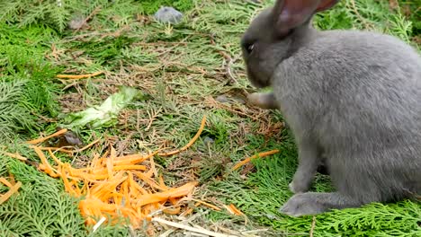 Junge-Kaninchen-essen-frische-Karotte-im-Garten