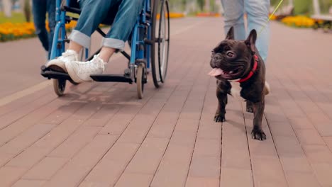 Der-Mann-reitet-im-Rollstuhl-unterwegs,-ein-Hund-läuft-in-der-Nähe-an-der-Leine.-Die-untere-Ansicht.