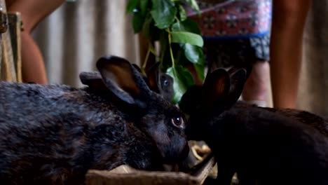 Unrecognizable-kids-with-their-grandmother-feed-the-rabbits-in-the-barn.-Black-rabbits-eat-green-leaves-in-the-pen.-Rabbit-Farm