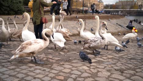 Swans-in-Prague-near-Charles-Bridge