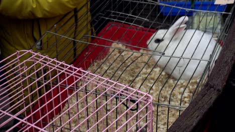 A-white-rabbit-sits-in-a-cage.-Contact-zoo.-People-watches-domestic-animals-at-the-fair.