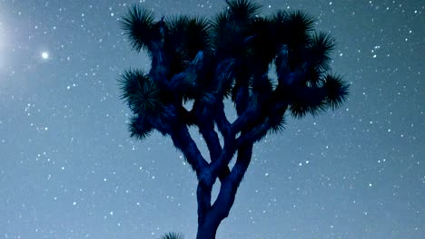 Timelapse-Sterne-Spinnen-über-Joshua-tree