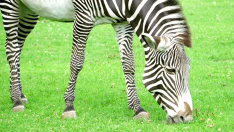 Close-up-of-african-zebra-in-savannah.-Zebra-eating-green-grass-in-national-park.-Wild-life-outdoors