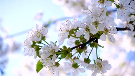 Kirschenblüten-hautnah-an-den-sonnigen-Garten