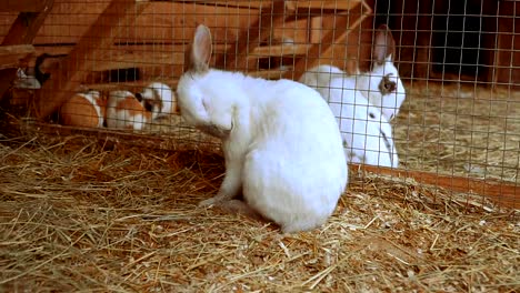 Rabbit.-Rabbit-is-sleeping