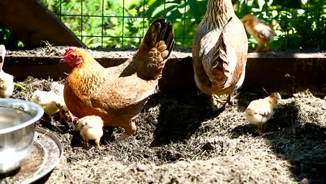 junges-Huhn-zu-Fuß-mit-ihrem-kleinen-Hühner