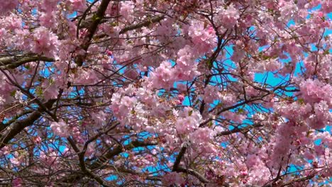 cherry-blossom-Baum