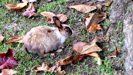 Cute-brown-rabbit-eating-grass-in-forest-Thailand,-UHD-4K-video