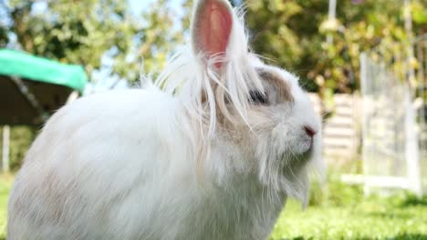 kleine-weiße-Kaninchen-auf-der-Wiese